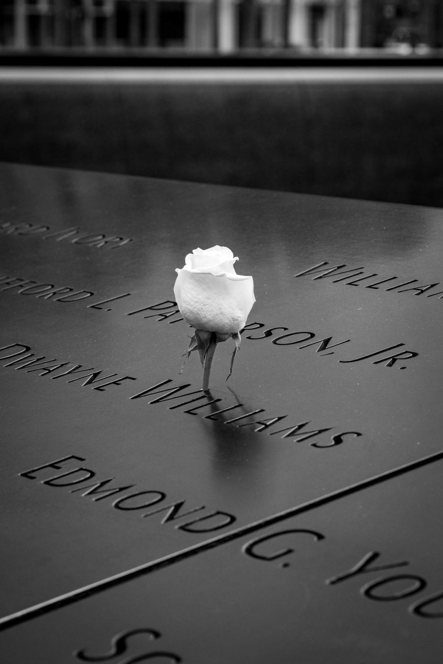 Rosa blanca sobre el granito del memorial, blanco y negro